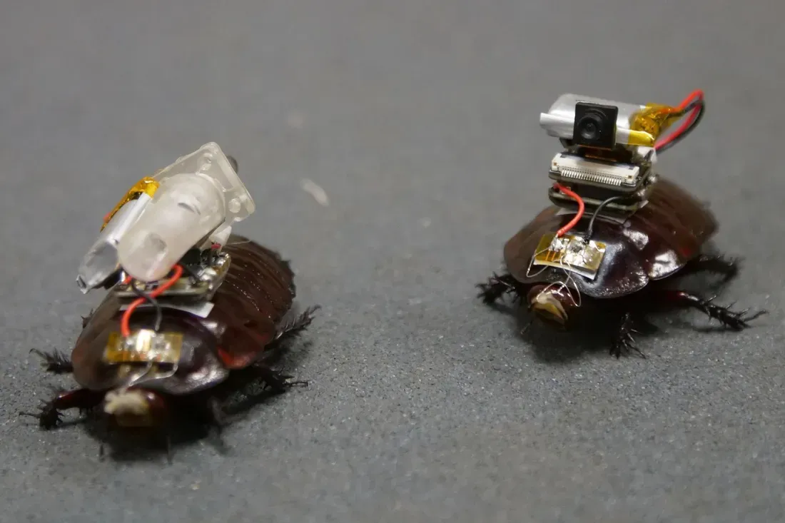 cr1 Scientists Turn Giant Cockroaches Into Tiny Medics for Disaster Zones