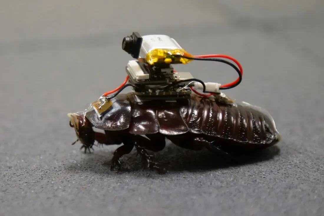 cr2 Scientists Turn Giant Cockroaches Into Tiny Medics for Disaster Zones